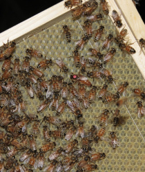 Dotace pro včelaře 