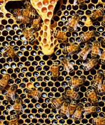 Chov včel a důvody jejich úhynu