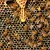 Chov včel a důvody jejich úhynu