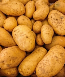 Zemědělci letos sklidí méně brambor