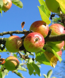 Jablek bude letos méně, kvůli suchu i kroupám