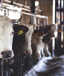 Chovatelé dojnic a prasnic mají nárok na mimořádnou kompenzaci. Žádost musí být podána do 25. listopadu