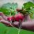 Co je biodynamické zemědělství?