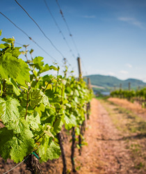 ﻿Co přinese novela zákona o vinohradnictví a vinařství?
