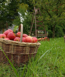 Letošní úroda jablek je oproti loňsku o čtvrtinu horší