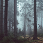 Novela zákona o lesích slibuje efektivnější boj s kůrovcem