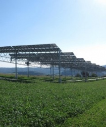 Spojení zemědělství a solární energetiky nese vyšší sklizeň.